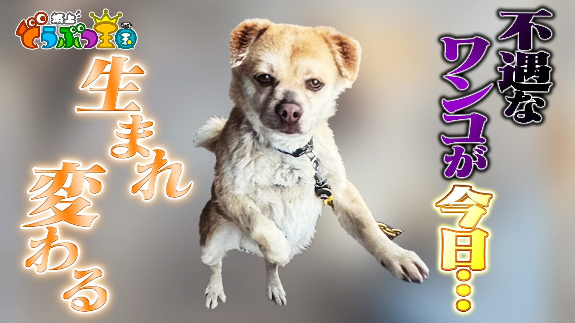 さかがみ家の訳あり新入りワンコ2匹に密着！