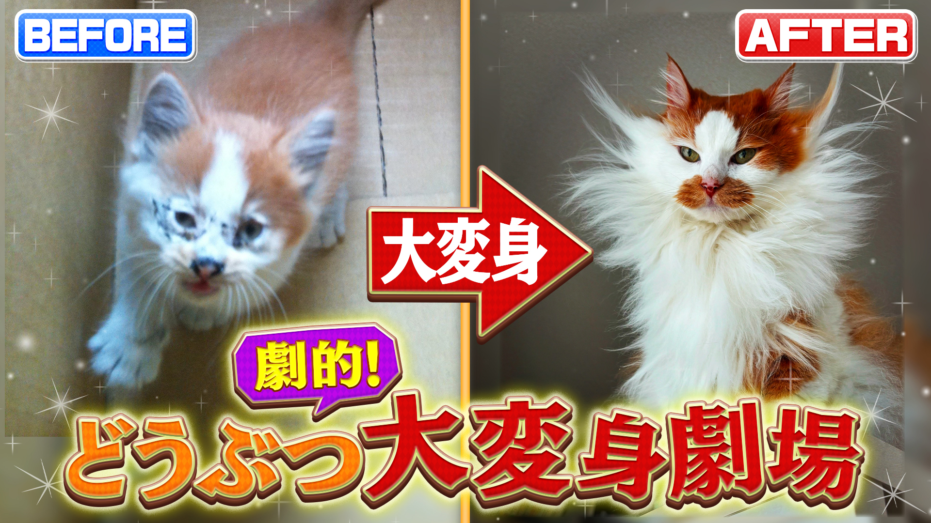 トイプーがチャウチャウに？劇的！どうぶつ大変身SP