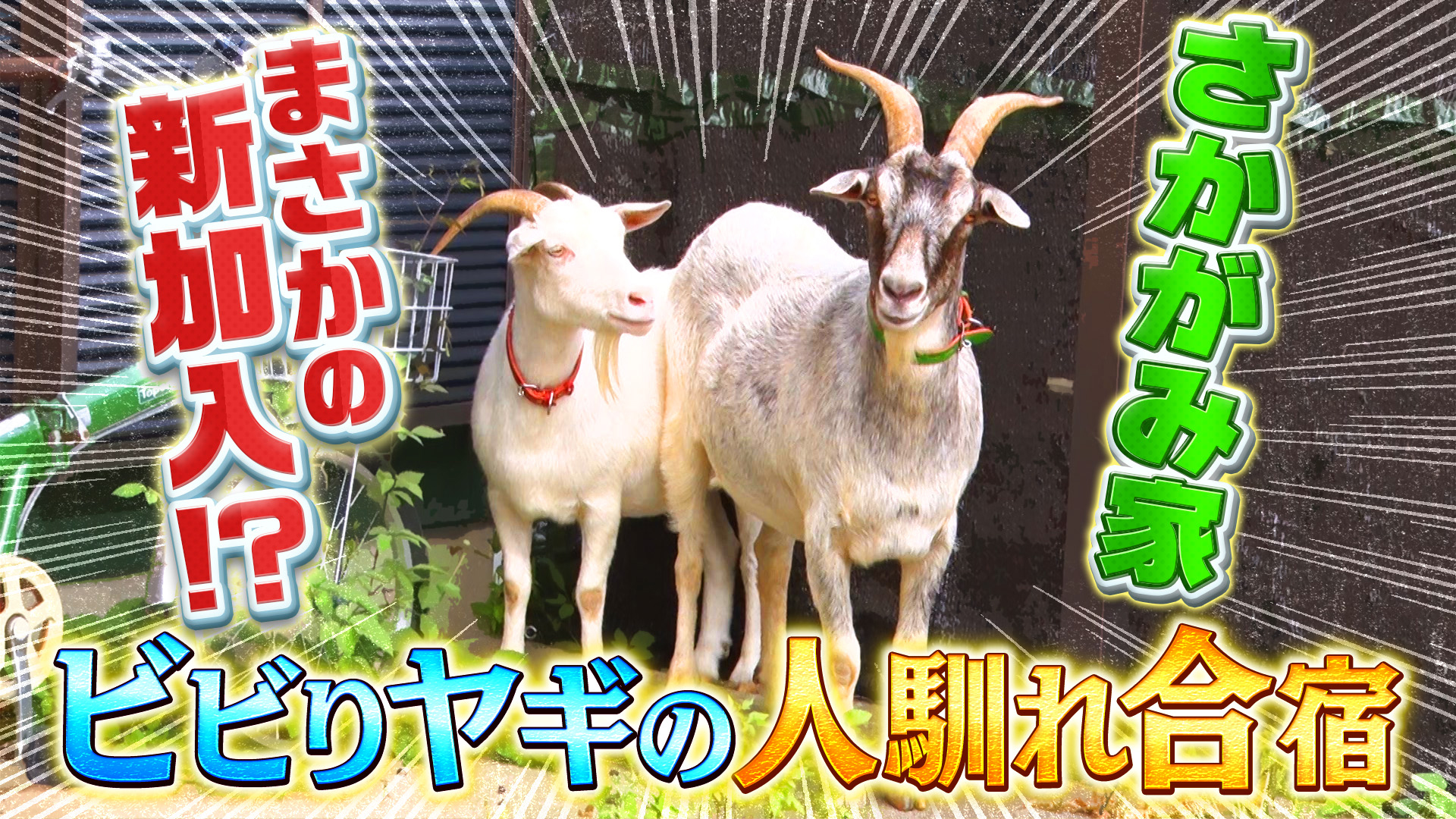 さかがみ家に保護ヤギが！爆笑の珍生活スタート