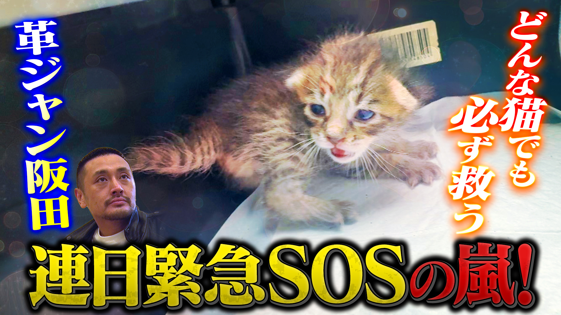 どんな猫でも必ず救う！革ジャン阪田に密着