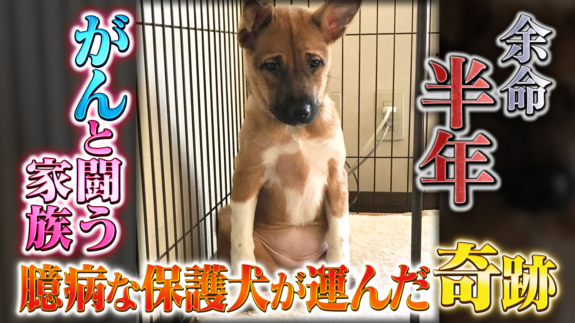 余命半年・・・ガンと闘う妻を救った奇跡の保護犬