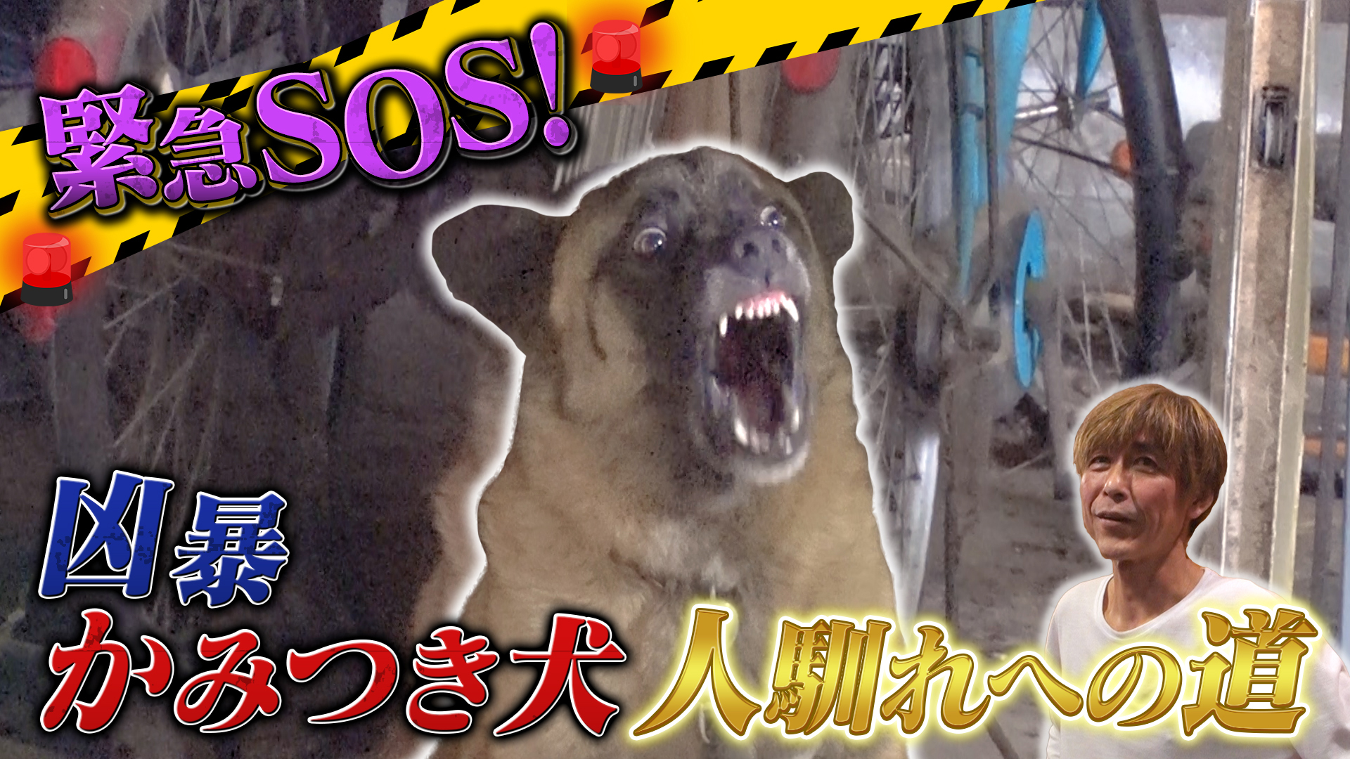 凶暴かみつき犬が甘えん坊に！奇跡の施設に密着