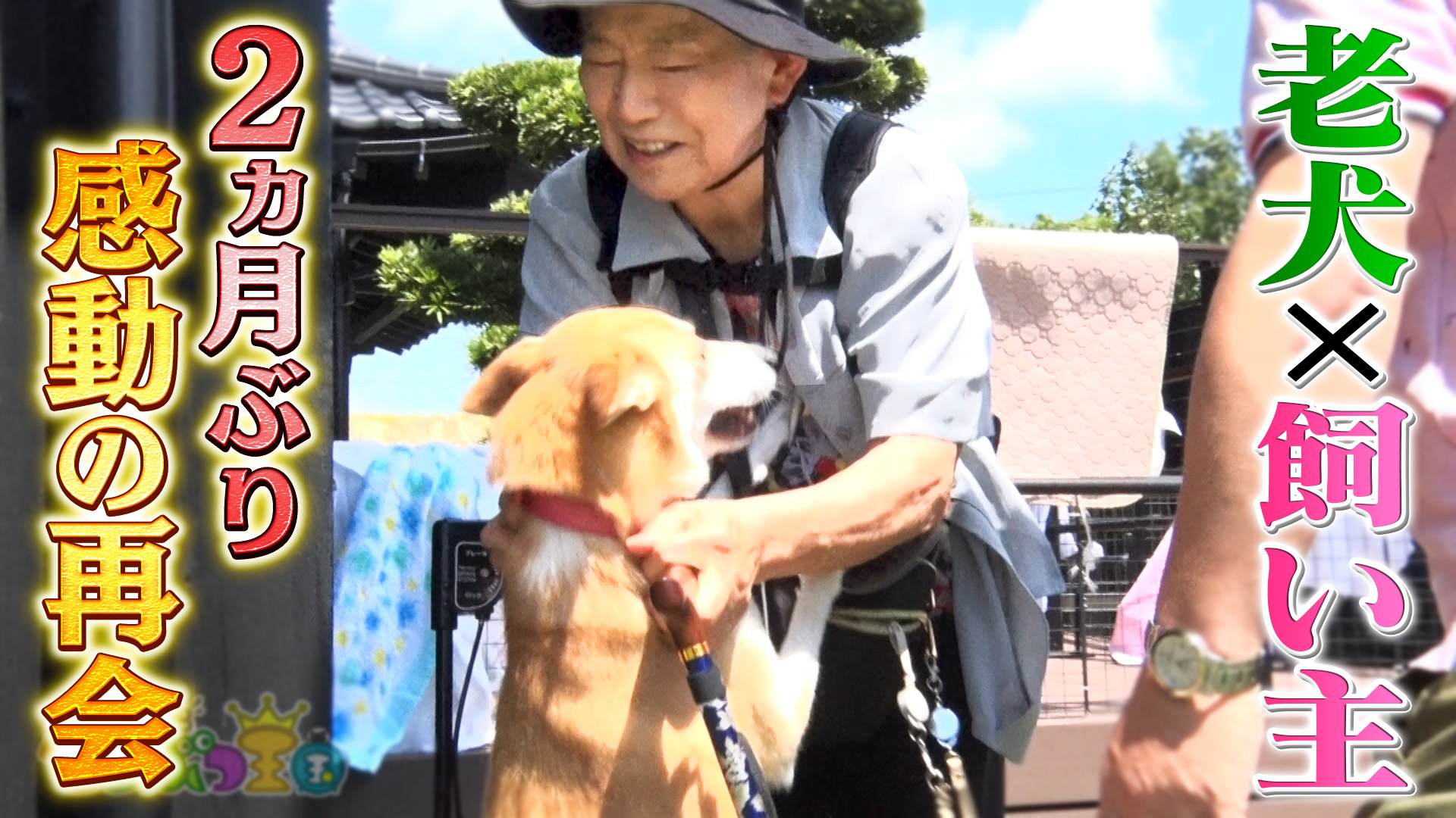 衝撃！カメラが捕らえた知られざる猫の世界