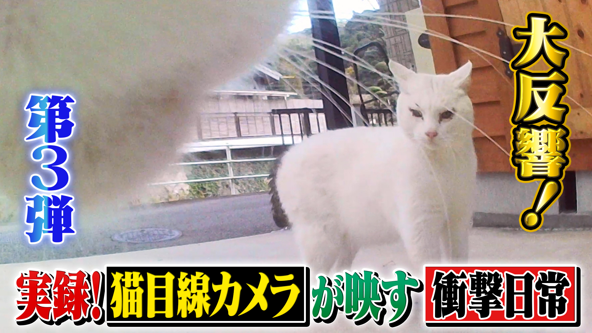 大反響！猫目線カメラ知られざる裏の顔判明SP