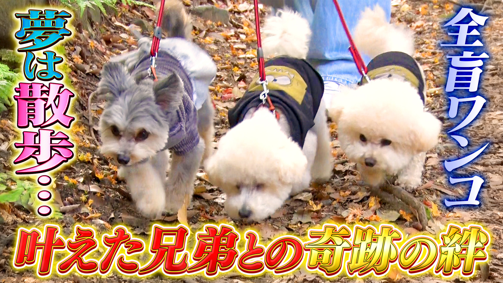 日本各地の激カワ犬猫集結！スターどうぶつ大賞