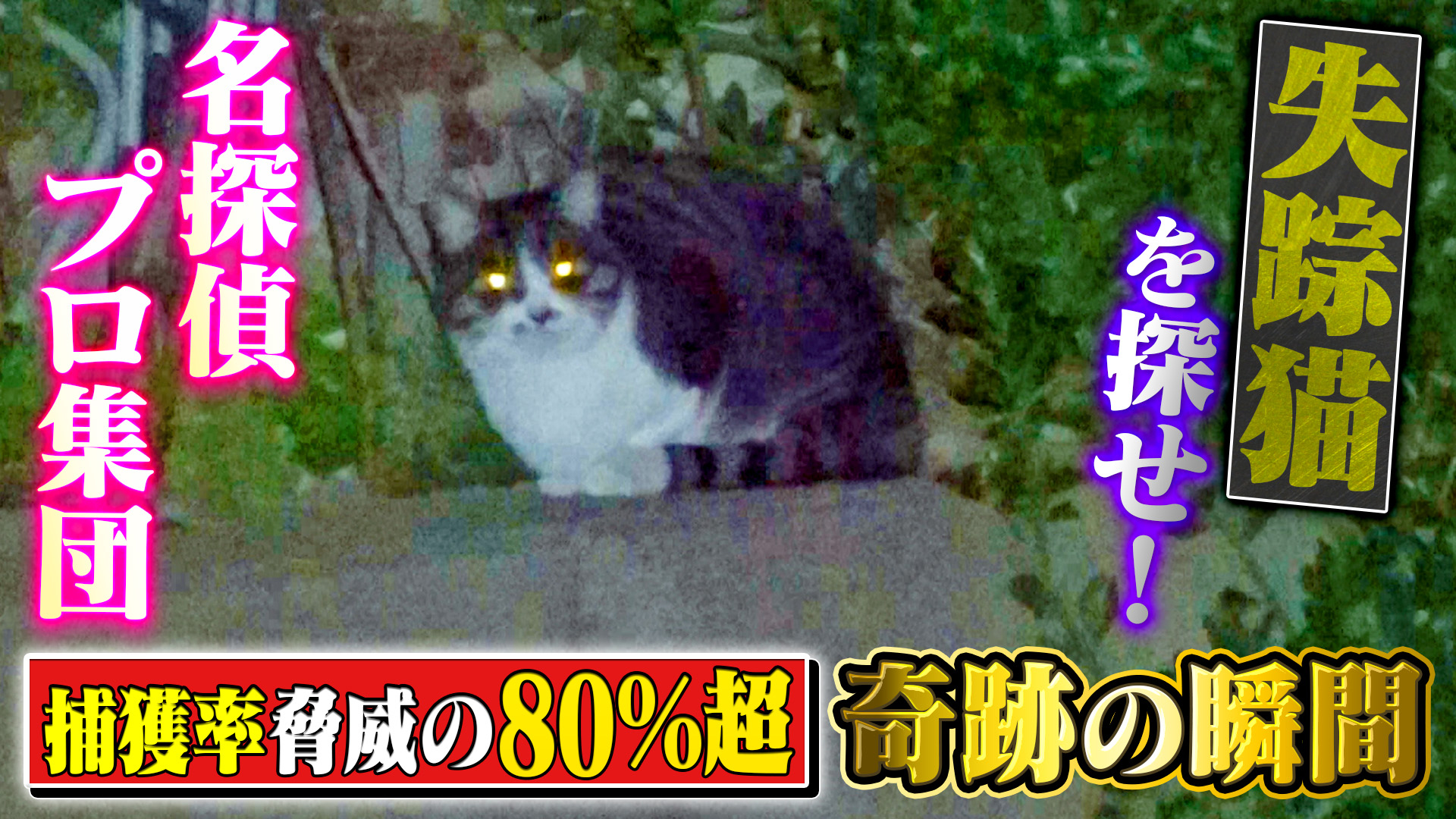 動物専門の超名探偵集団に完全密着！