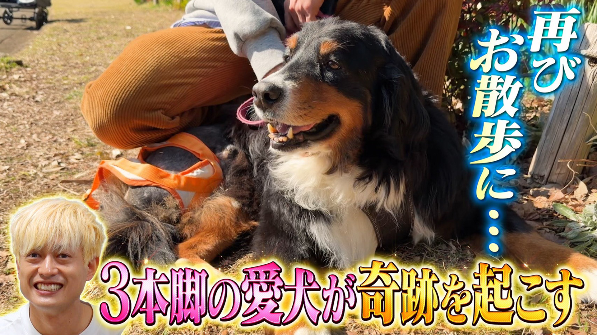 坂上どうぶつ王国 断脚した愛犬と塚田に密着！