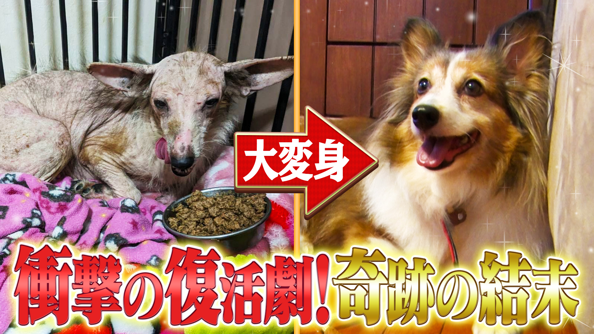 奇跡の救出＆大変身SP！海人の活躍で譲渡へ！