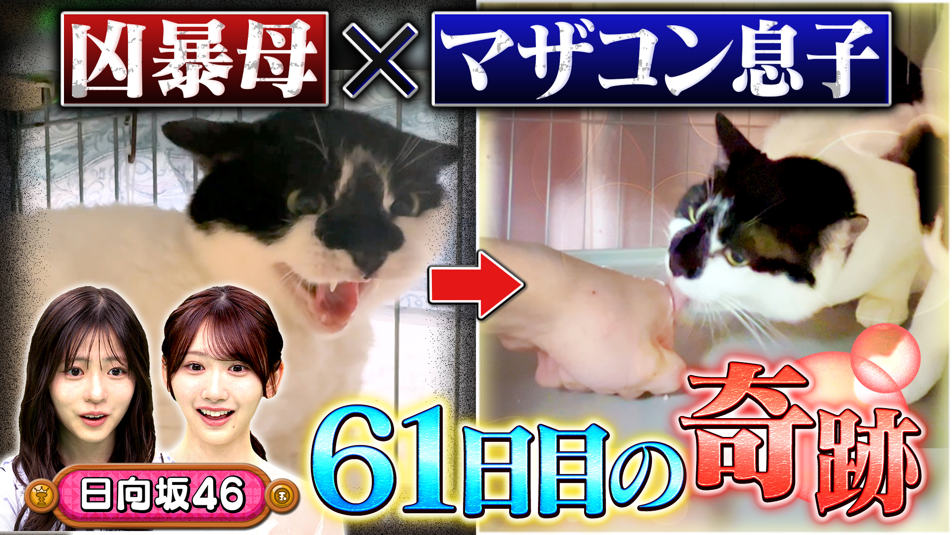 choy？の超人嫌い親子猫の人馴れ合宿！