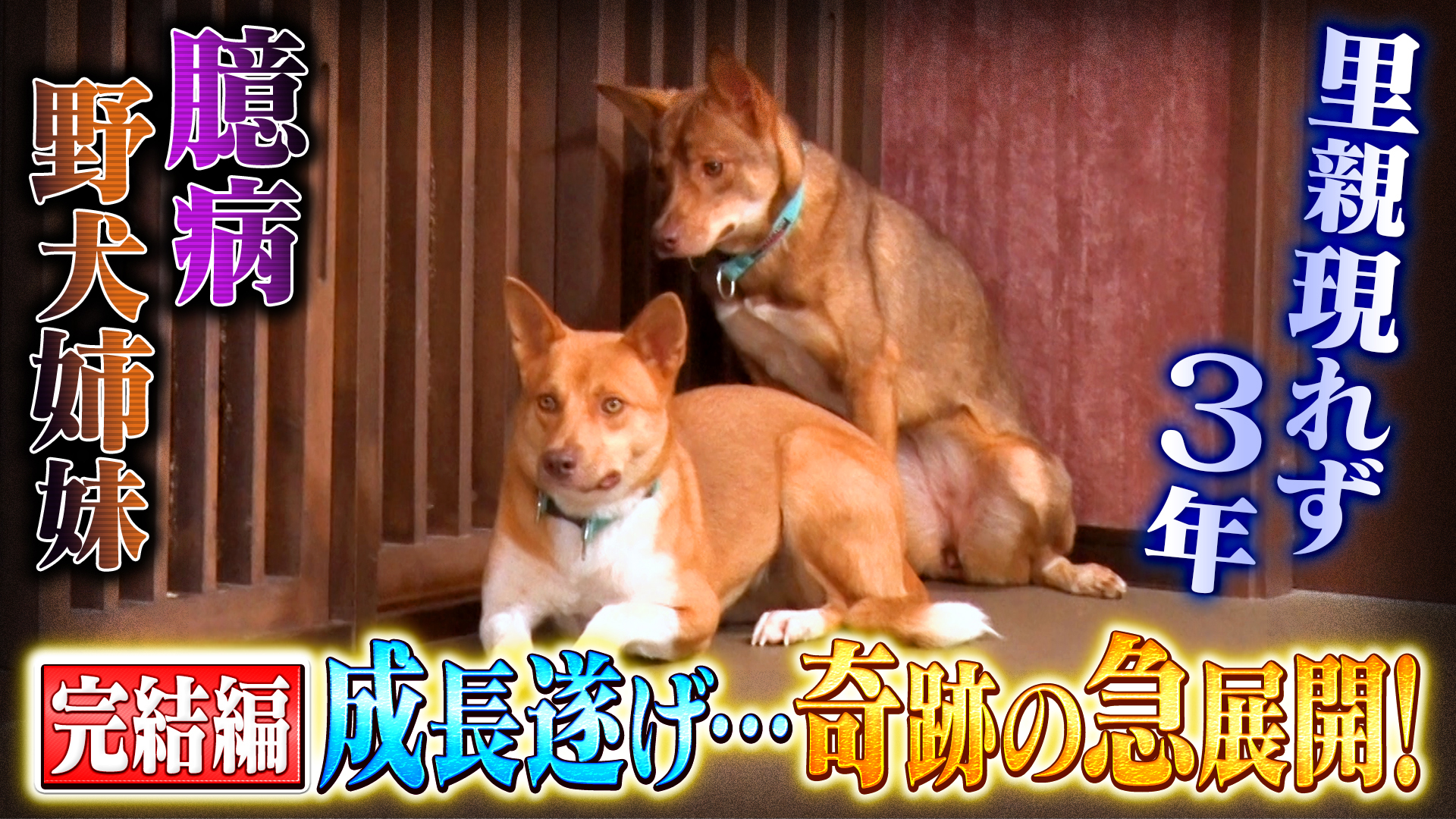 8年寄り添った盲導犬涙の引退▼最古参に里親