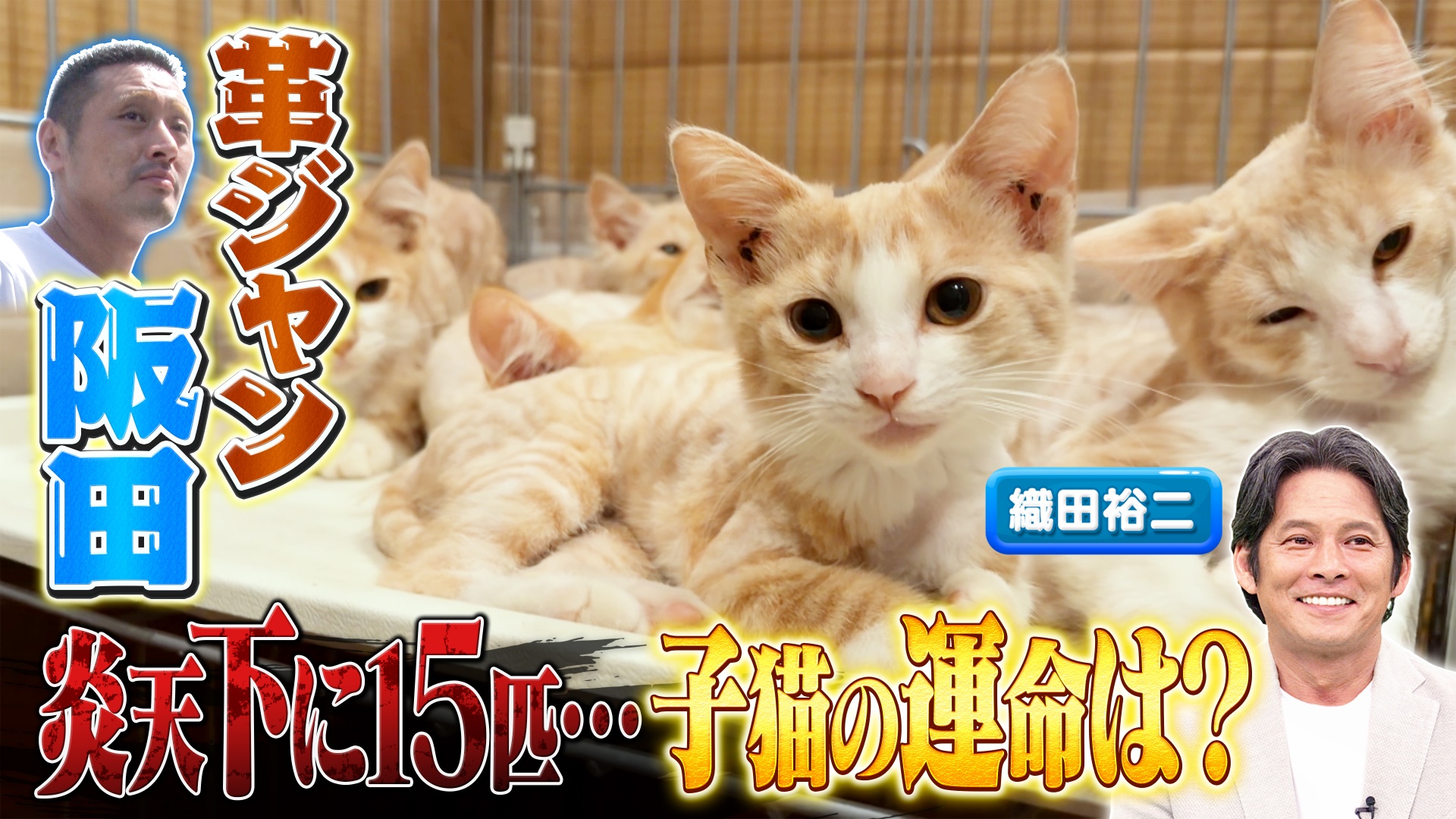 初登場織田裕二▼どんな猫でも必ず救う革ジャン