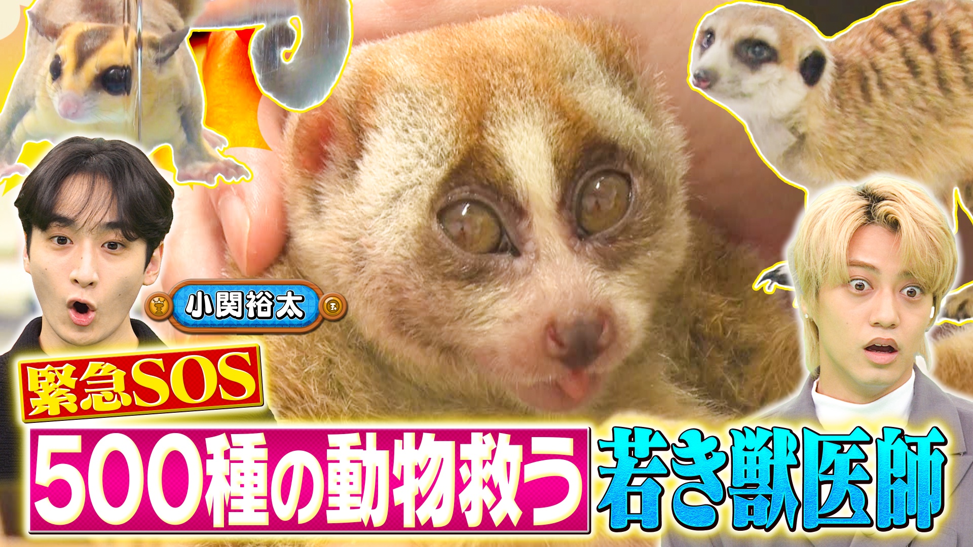 エキゾチック動物病院密着！小さな命を救え
