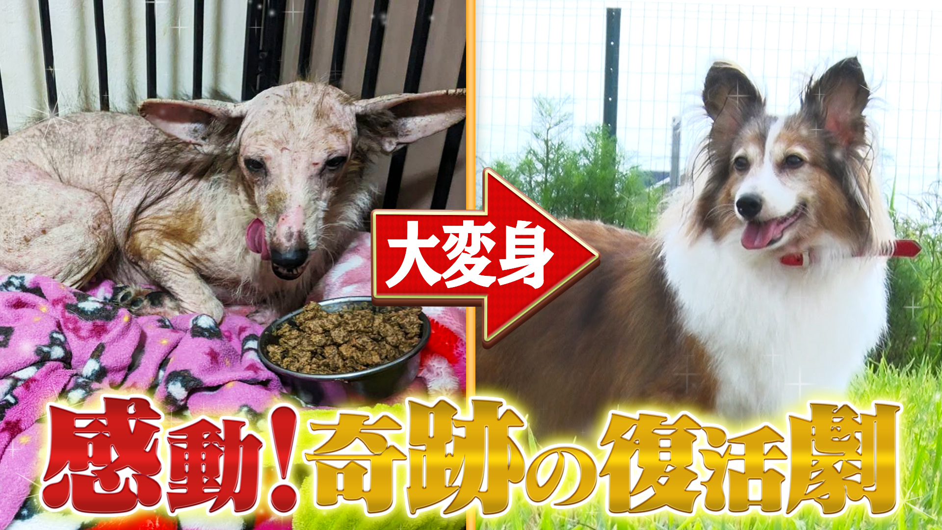 どうぶつ大変身劇場！日本一？超巨大トイプー