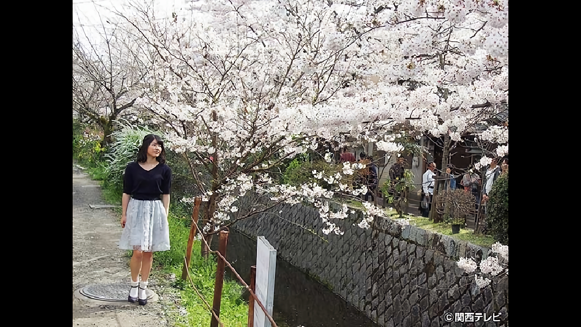 桜満開の京都　哲学の道を歩きながら思うこと