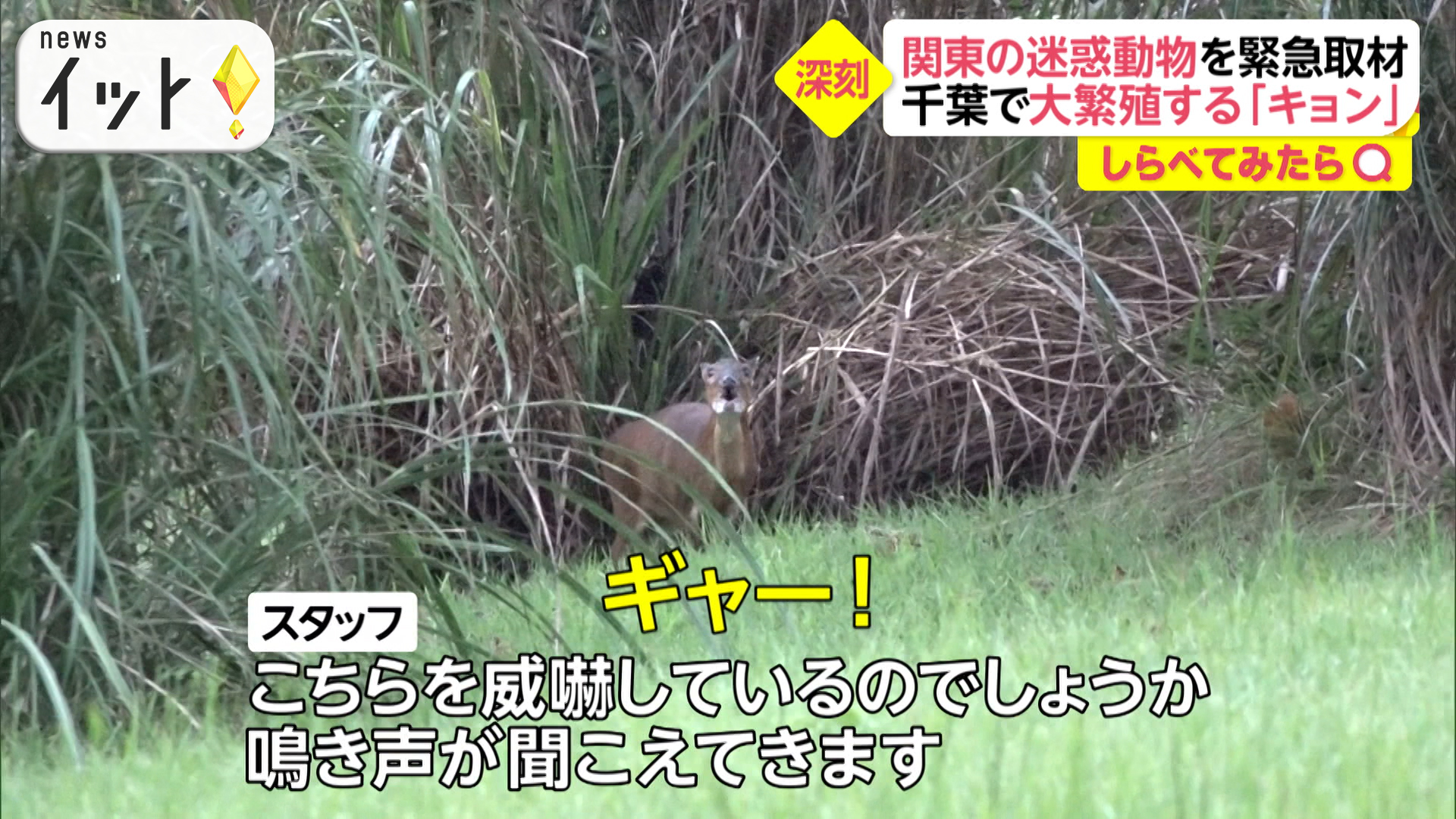 住民を威嚇「ギャー」増える迷惑動物