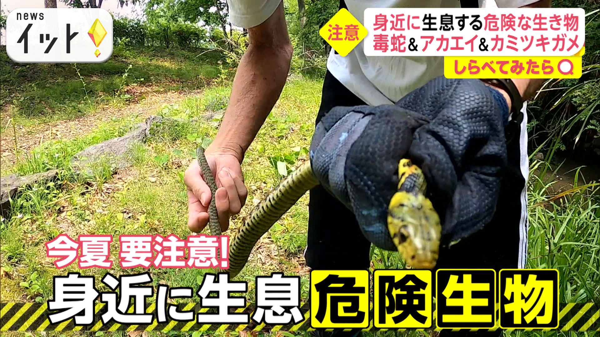 新宿にヘビ！身近な危険生物