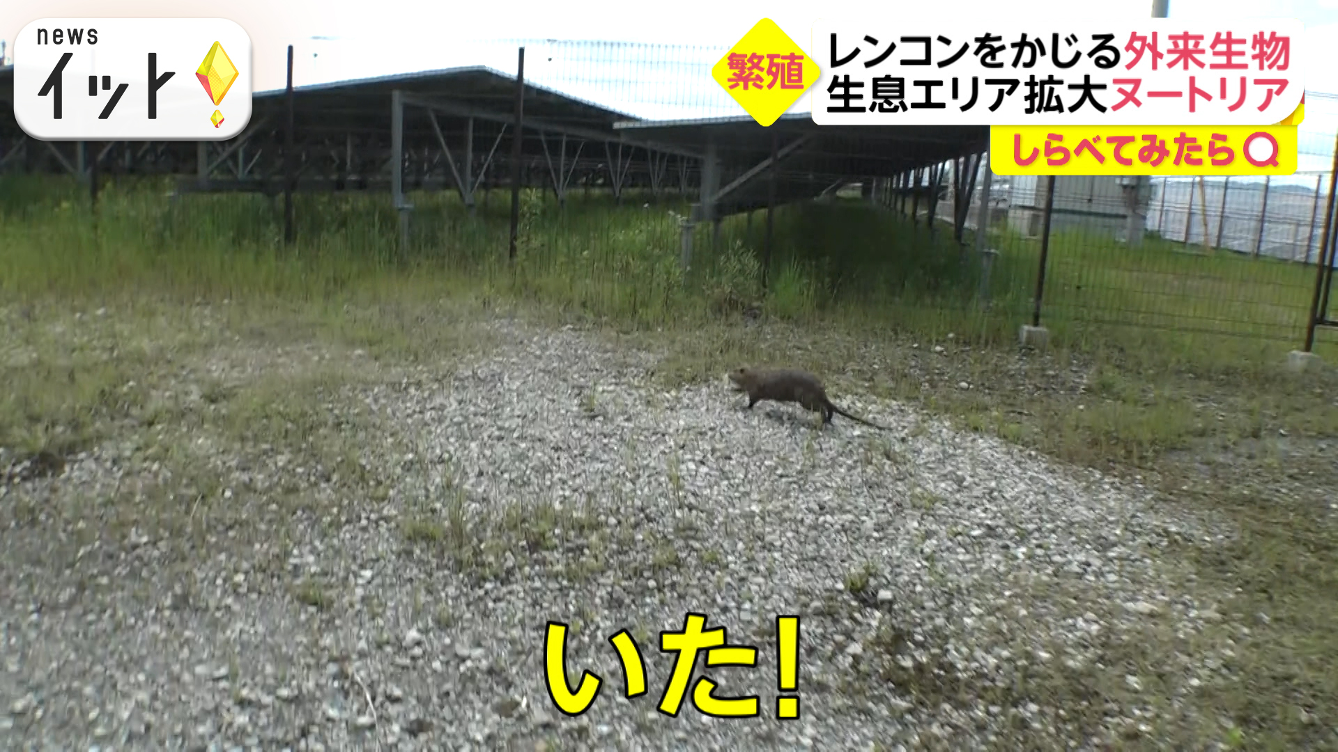 レンコンかじる外来生物が大繁殖！
