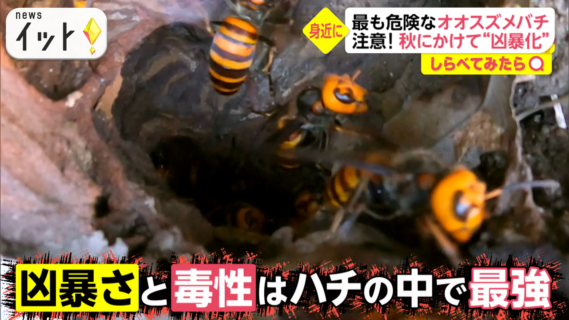 スズメバチが家の中に・・・ハンターが駆除大作戦！