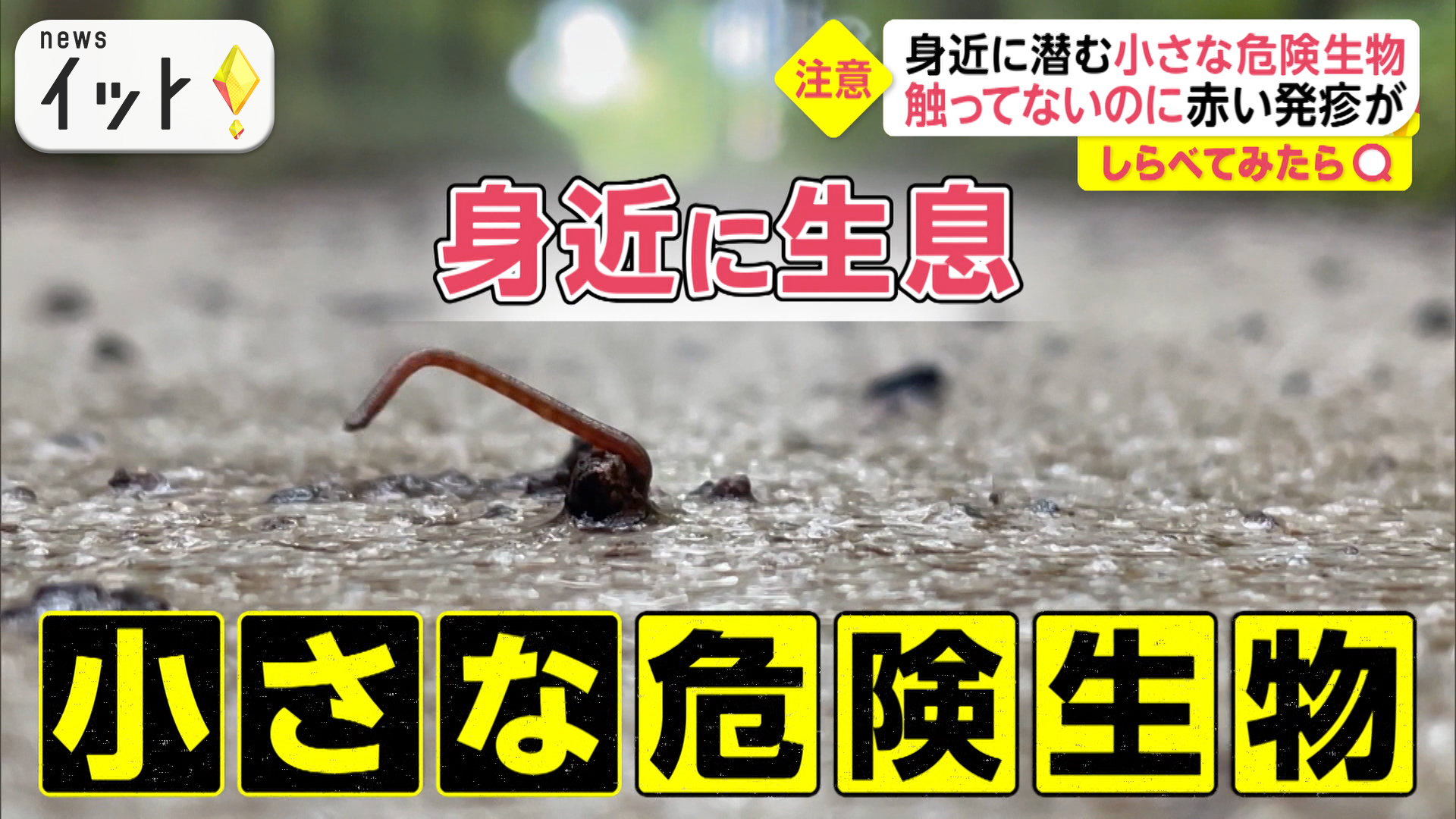 血を吸うヤマビル・・・これから注意！身近な危険生物