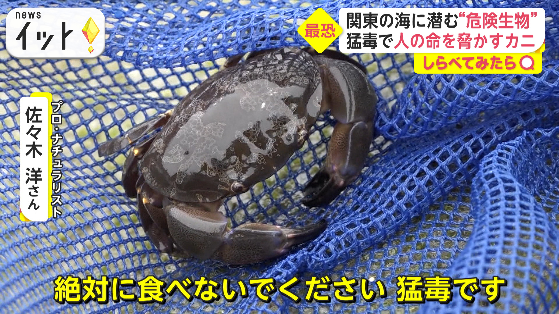 夏に注意！身近に潜む危険生物