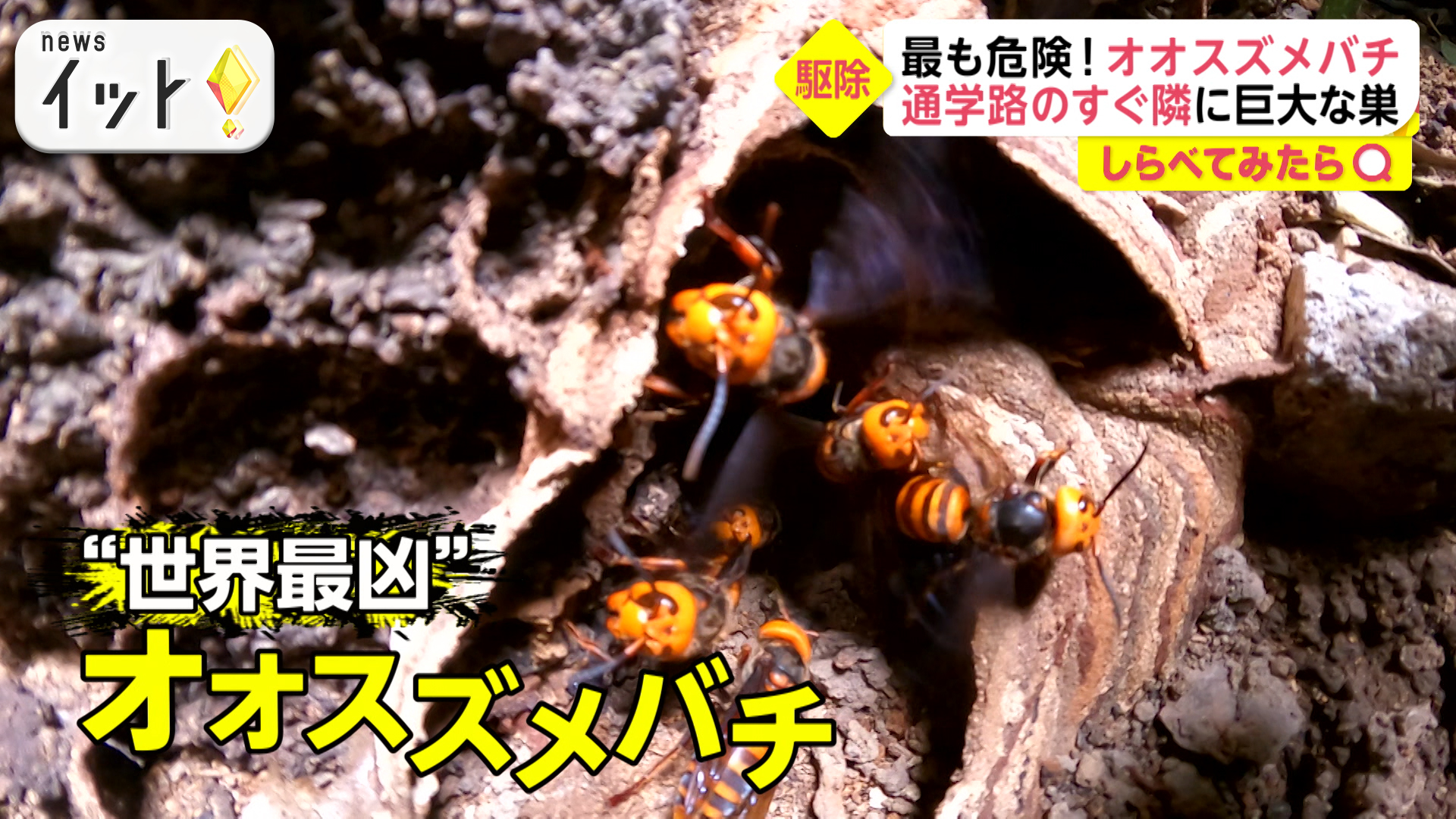 “世界最凶”オオスズメバチの大群にハンターが立ち向かう