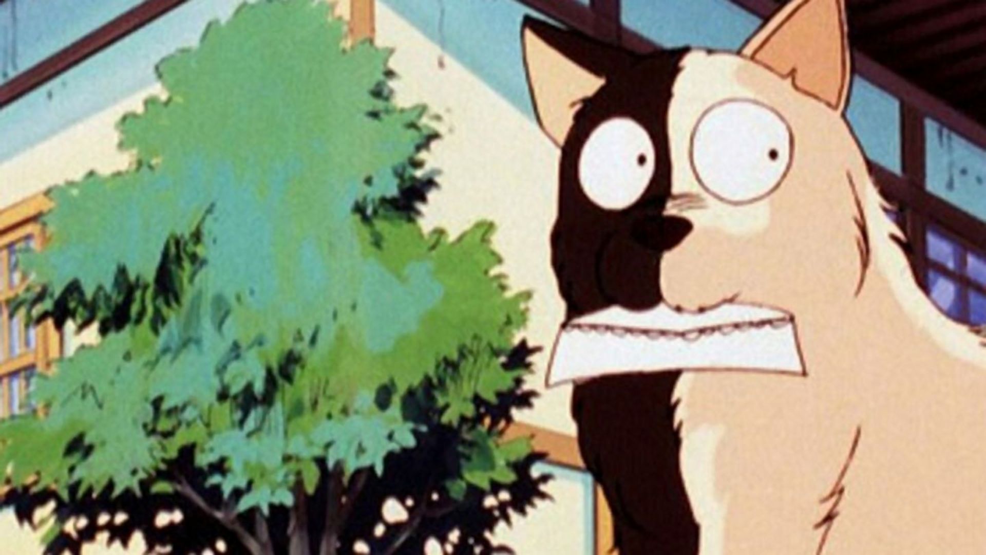 忍の犬は白と黒