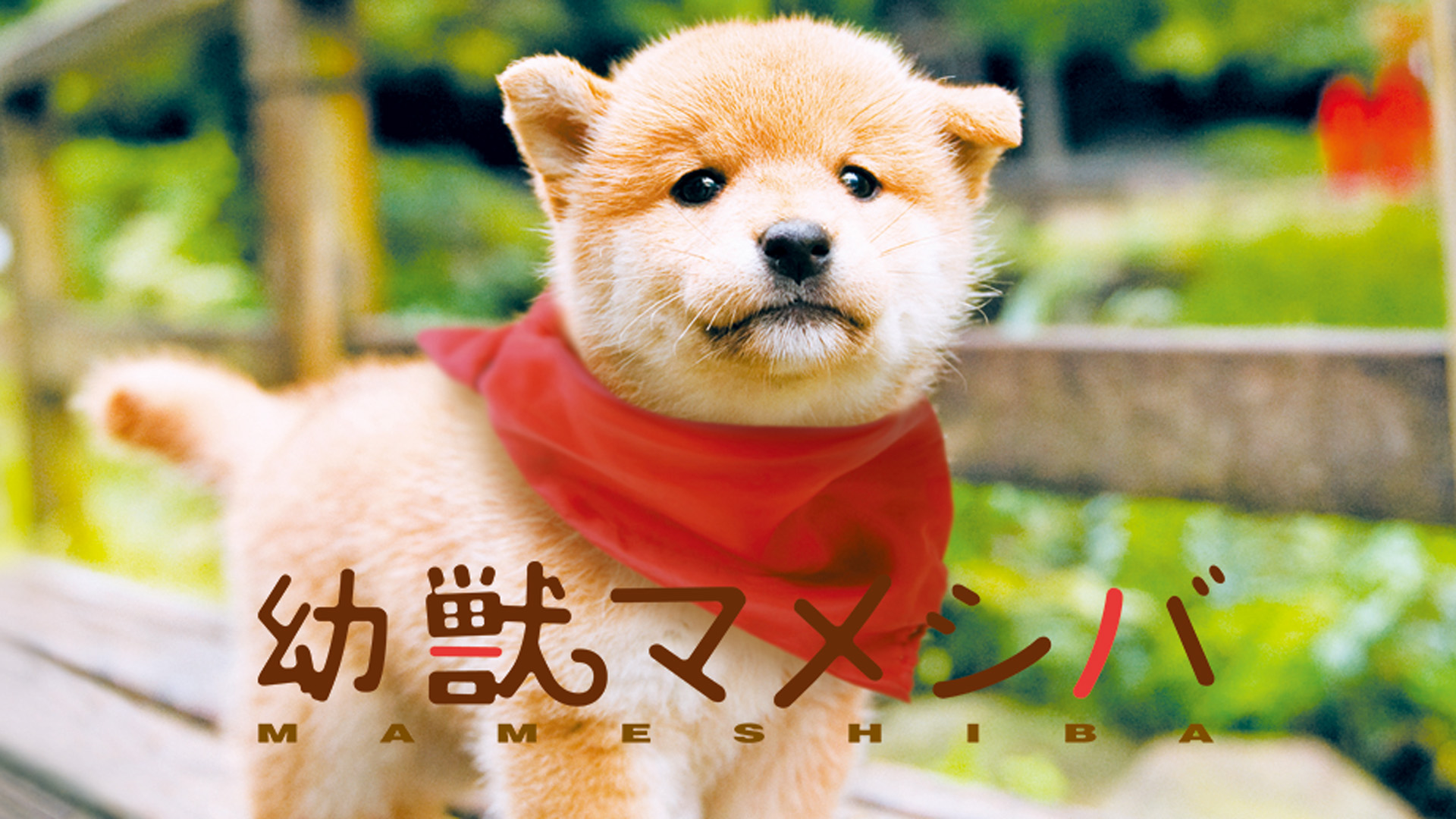 映画版 幼獣マメシバ