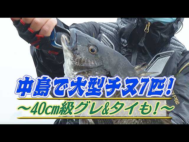 中島で大型チヌ7匹!40cm級グレ&タイも!