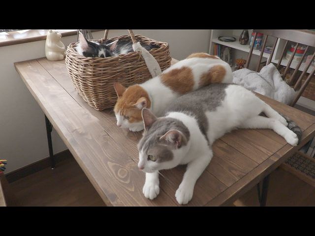 第1回 もっともっと愛されたいニャ!