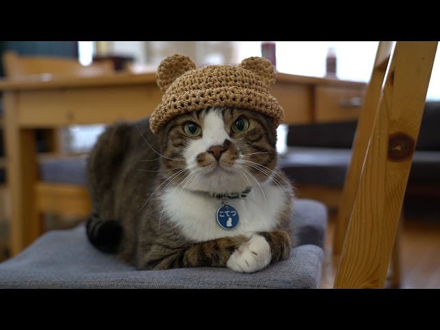 第2回 人にやさしく猫にもやさしくニャ