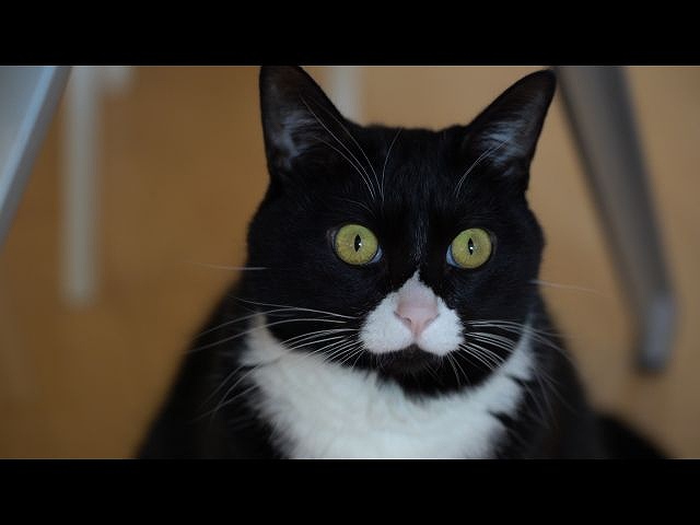 第3回 猫の手かしてあげよかニャ