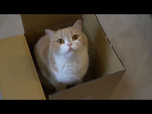 第8回 今日は何して遊ぼかニャ