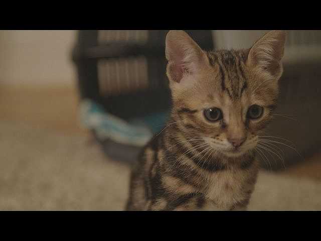 (字幕版)第4回